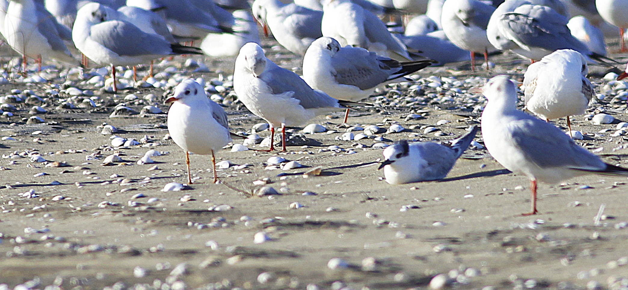 Sandwich Tern
